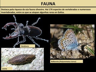 FAUNA
Destaca pola riqueza da súa fauna silvestre. Hai 176 especies de vertebrados e numerosos
invertebrados, entre os que se atopan algunhas raras en Galiza.
Lesma
Vacaloura
Bolboreta (Polyommatus icarus)
 