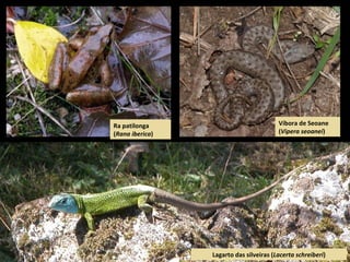 Ra patilonga
(Rana iberica)
Lagarto das silveiras (Lacerta schreiberi)
Víbora de Seoane
(Vipera seoanei)
 
