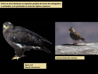 Entre as aves destacan as especies propias de áreas de matogueira
e rochedos, e en particular as aves de rapina e paxaros.
Cotovía (Galerida cristata)
Águia real
(Aquila chrysaetos)
 