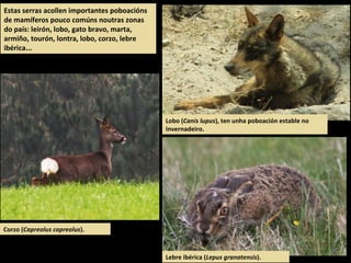 Corzo (Capreolus capreolus).
Lebre ibérica (Lepus granatensis).
Lobo (Canis lupus), ten unha poboación estable no
Invernadeiro.
Estas serras acollen importantes poboacións
de mamíferos pouco comúns noutras zonas
do país: leirón, lobo, gato bravo, marta,
armiño, tourón, lontra, lobo, corzo, lebre
ibérica...
 
