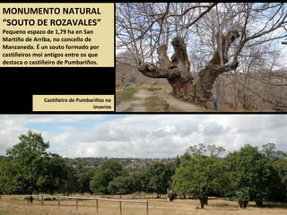 Castiñeiro de Pumbariños no
inverno
MONUMENTO NATURAL
“SOUTO DE ROZAVALES”
Pequeno espazo de 1,79 ha en San
Martiño de Arriba, no concello de
Manzaneda. É un souto formado por
castiñeiros moi antigos entre os que
destaca o castiñeiro de Pumbariños.
 
