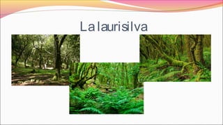 Lalaurisilva
 