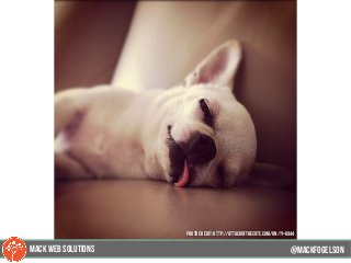 @mackfogELsonMACK WEB SOLUTIONS
PHOTO CREDIT: http://attackofthecute.com/on/?i=6944
 