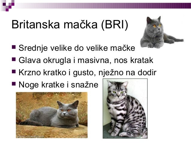 Blog velike mačke