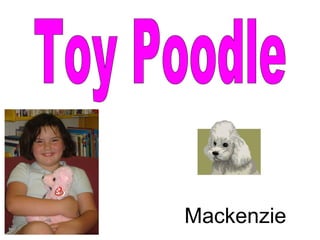 Toy Poodle Mackenzie 