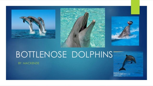 bottlenose dolphins by mackenzie