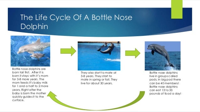 bottlenose dolphin cycle diagram bottlenose dolphins bottlenose dolphin cycle diagram bottlenose dolphins