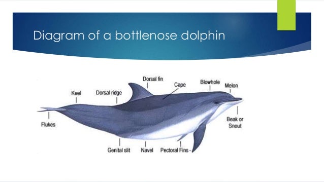 bottlenose dolphin cycle diagram bottlenose dolphins bottlenose dolphin cycle diagram bottlenose dolphins