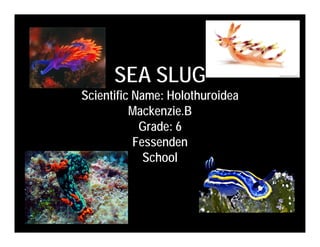 SEA SLUG
Scientific Name: Holothuroidea
          Mackenzie.B
            Grade: 6
           Fessenden
             School
 