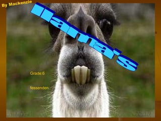 llama's By Mackenzie Grade:6 fessenden 