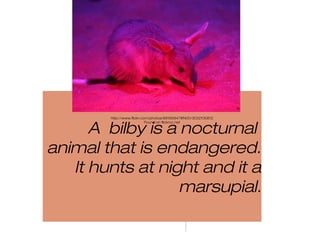 A bilby is a nocturnal
animal that is endangered.
It hunts at night and it a
marsupial.
http://www.flickr.com/photos/89165847@N00/3032100812
Found on flickrcc.net
 