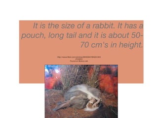 It is the size of a rabbit. It has a
pouch, long tail and it is about 50-
70 cm's in height.
http://www.flickr.com/photos/89165847@N00/303
2100812
Found on flickrcc.net
 