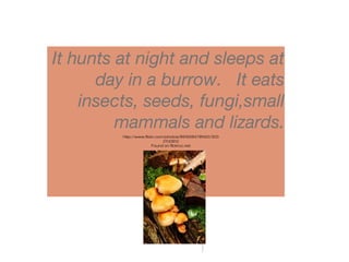 It hunts at night and sleeps at
day in a burrow. It eats
insects, seeds, fungi,small
mammals and lizards.
http://www.flickr.com/photos/89165847@N00/303
2100812
Found on flickrcc.net
 
