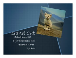 Sand Cat
(Felis Margarita)
By: Mackenzie Smith
    Fessenden School
            Grade 6
 