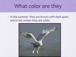 Mackenzie snowy owls | PPT