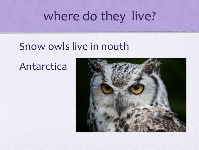 best 28 snowy owl where do they live mackenzie snowy best 28 snowy owl where do they live mackenzie snowy