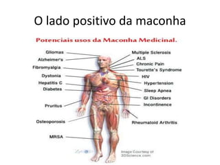 O lado positivo da maconha

 