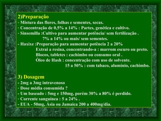 2)Preparação Mistura das flores, folhas e sementes, secas. Concentração de 0,5% a 14% : Partes, genética e cultivo. Sinsemilla :Cultivo para aumentar potência/ sem fertilização . 7% a 14% ou mais/ sem sementes. - Haxixe :Preparação para aumentar potência 2 a 20% Extrai a resina, concentrando-a : marrom escuro ou preto. Blocos, tabletes : cachimbo ou consumo oral . Óleo de Hash : concentração com uso de solvente. 15 a 50% : com tabaco, alumínio, cachimbo. 3) Dosagem - 2mg a 3mg intravenoso Dose média consumida ? - Um baseado : 5mg e 150mg, porém 30% a 80% é perdido. Corrente sanguínea : 5 a 24% .  - EUA - 50mg, Ásia ou Jamaica 200 a 400mg/dia.  
