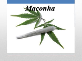 Maconha
 
