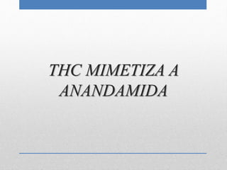 THC MIMETIZA A
ANANDAMIDA
 