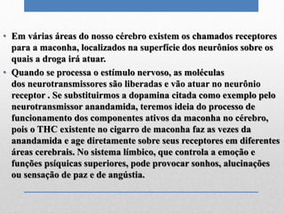 • Em várias áreas do nosso cérebro existem os chamados receptores
para a maconha, localizados na superfície dos neurônios sobre os
quais a droga irá atuar.
• Quando se processa o estímulo nervoso, as moléculas
dos neurotransmissores são liberadas e vão atuar no neurônio
receptor . Se substituirmos a dopamina citada como exemplo pelo
neurotransmissor anandamida, teremos ideia do processo de
funcionamento dos componentes ativos da maconha no cérebro,
pois o THC existente no cigarro de maconha faz as vezes da
anandamida e age diretamente sobre seus receptores em diferentes
áreas cerebrais. No sistema límbico, que controla a emoção e
funções psíquicas superiores, pode provocar sonhos, alucinações
ou sensação de paz e de angústia.
 