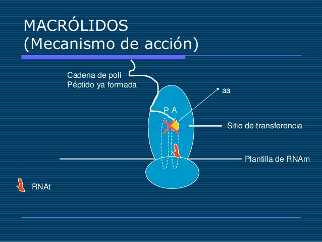 Macrólidos