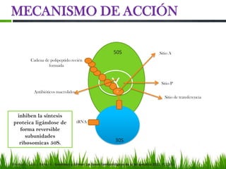 MECANISMO DE ACCIÓN

                                                               50S                          Sitio A
           Cadena de polipeptido recién
                    formada




             Antibióticos macrolidos
                                                              X
                                                              55XX
                                                                  AA
                                                                                              Sitio P


                                                                                                Sitio de transferencia



   inhiben la síntesis
 proteica ligándose de                  tRNA
    forma reversible
       subunidades
    ribosomicas 50S.                                             30S



Brunton L. Lazo J. Parker K. Goodman y Gilman Las bases farmacológicas de la terapéutica 2011, P(1183)
 