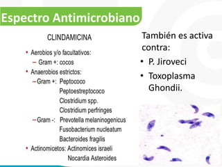 Macrolidos y clindamicina x 21 320