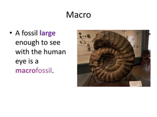 Macro
• A fossil large
enough to see
with the human
eye is a
macrofossil.
 