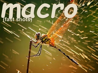 macro (fast shots) 
 