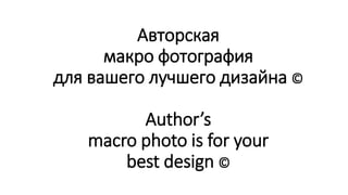 Авторская
макро фотография
для вашего лучшего дизайна ©
Author’s
macro photo is for your
best design ©
 