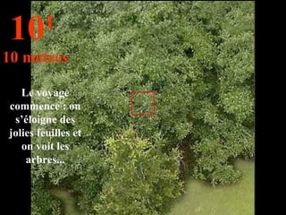 Le voyage commence : on s’éloigne des jolies feuilles et on voit les arbres... 10 1   10 mètres 