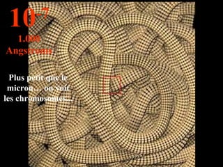 Plus petit que le micron… on voit les chromosomes... 10 -7 1.000 Angstroms 