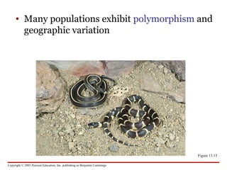Copyright © 2003 Pearson Education, Inc. publishing as Benjamin Cummings
• Many populations exhibit polymorphism and
geographic variation
Figure 13.13
 