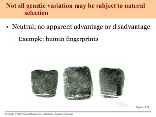 Copyright © 2003 Pearson Education, Inc. publishing as Benjamin Cummings
• Neutral; no apparent advantage or disadvantage
– Example: human fingerprints
Not all genetic variation may be subject to natural
selection
Figure 13.16
 