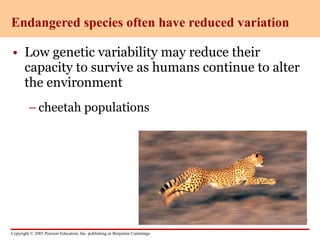 Copyright © 2003 Pearson Education, Inc. publishing as Benjamin Cummings
• Low genetic variability may reduce their
capacity to survive as humans continue to alter
the environment
– cheetah populations
Endangered species often have reduced variation
Figure 13.17
 