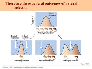 Copyright © 2003 Pearson Education, Inc. publishing as Benjamin Cummings
There are three general outcomes of natural
selection
Figure 13.19
Frequencyof
individuals
Original
population
Phenotypes (fur color)
Original
population
Evolved
population
Stabilizing selection Directional selection Diversifying selection
 