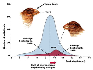 beak depth
1976
1978
Average
beak depth,
1978
Average
beak depth,
1976
Beak depth (mm)
Shift of average beak
depth during drought
5 6 7 8 9 10 11 12 13 14
0
20
40
60
80Numberofindividuals
 