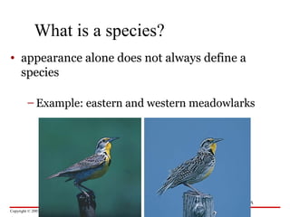 Copyright © 2003 Pearson Education, Inc. publishing as Benjamin Cummings
• appearance alone does not always define a
species
Figure 14.1A
– Example: eastern and western meadowlarks
What is a species?
 