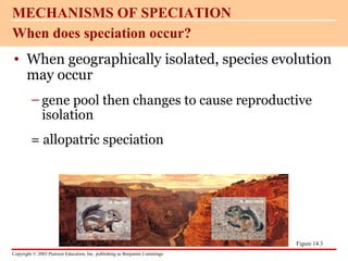Copyright © 2003 Pearson Education, Inc. publishing as Benjamin Cummings
• When geographically isolated, species evolution
may occur
– gene pool then changes to cause reproductive
isolation
= allopatric speciation
When does speciation occur?
MECHANISMS OF SPECIATION
Figure 14.3
 