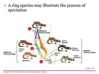 Copyright © 2003 Pearson Education, Inc. publishing as Benjamin Cummings
• A ring species may illustrate the process of
speciation
Figure 14.1C
OREGON
POPULATION
1
2
COASTAL
POPULATIONS
Yellow-
eyed
Monterey
3
Sierra
Nevada
Yellow-
blotched
Gap in
ring Large-
blotched
INLAND
POPULATIONS
 