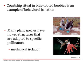 Copyright © 2003 Pearson Education, Inc. publishing as Benjamin Cummings
• Courtship ritual in blue-footed boobies is an
example of behavioral isolation
• Many plant species have
flower structures that
are adapted to specific
pollinators
– mechanical isolation
Figure 14.2A, B
 
