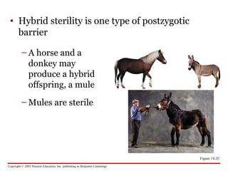Copyright © 2003 Pearson Education, Inc. publishing as Benjamin Cummings
• Hybrid sterility is one type of postzygotic
barrier
– A horse and a
donkey may
produce a hybrid
offspring, a mule
– Mules are sterile
Figure 14.2C
 