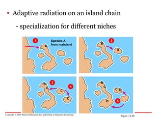 Copyright © 2003 Pearson Education, Inc. publishing as Benjamin Cummings
• Adaptive radiation on an island chain
- specialization for different niches
Figure 14.4B
Species A
from mainland
1
A
2
B
B
3B
C 4
C
C
5
B
C
D
C D
 
