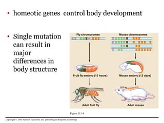 Copyright © 2003 Pearson Education, Inc. publishing as Benjamin Cummings
• homeotic genes control body development
• Single mutation
can result in
major
differences in
body structure
Figure 11.14
Mouse chromosomes
Mouse embryo (12 days)
Adult mouse
Fly chromosomes
Fruit fly embryo (10 hours)
Adult fruit fly
 
