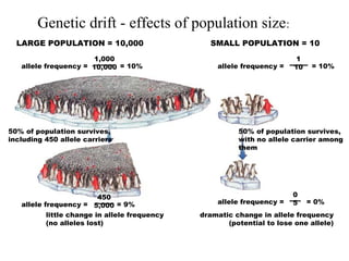 LARGE POPULATION = 10,000 SMALL POPULATION = 10
allele frequency =
1,000
10,000 = 10% allele frequency =
1
10 = 10%
50% of population survives,
including 450 allele carriers
50% of population survives,
with no allele carrier among
them
allele frequency =
450
5,000 = 9% allele frequency =
0
5 = 0%
little change in allele frequency
(no alleles lost)
dramatic change in allele frequency
(potential to lose one allele)
Genetic drift - effects of population size:
 
