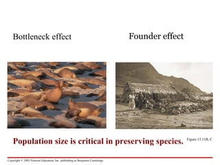 Copyright © 2003 Pearson Education, Inc. publishing as Benjamin Cummings
Founder effect
Figure 13.11B, C
Bottleneck effect
Population size is critical in preserving species.
 