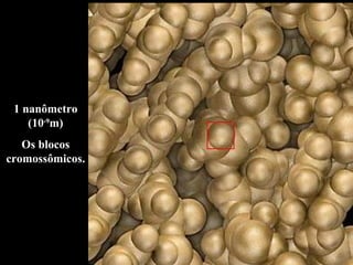 1 nanômetro (10 -9 m) Os blocos cromossômicos. 