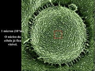 1 micron (10 -6 m).  O núcleo da célula já fica visível. 