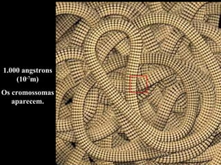 1.000 angstrons (10 -7 m) Os cromossomas aparecem. 